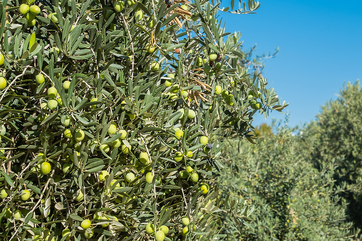 Guerrero Fertilizantes - Producción Olivo