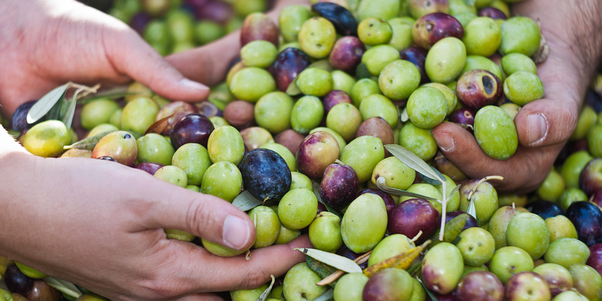 Rendimiento aceituna