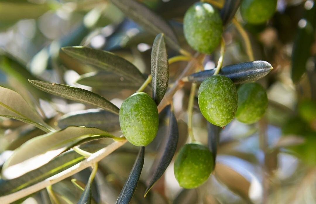 imagenes olivar